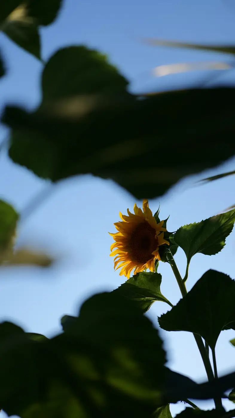 Sunflower in bloom against the blue sky at OKO Farm