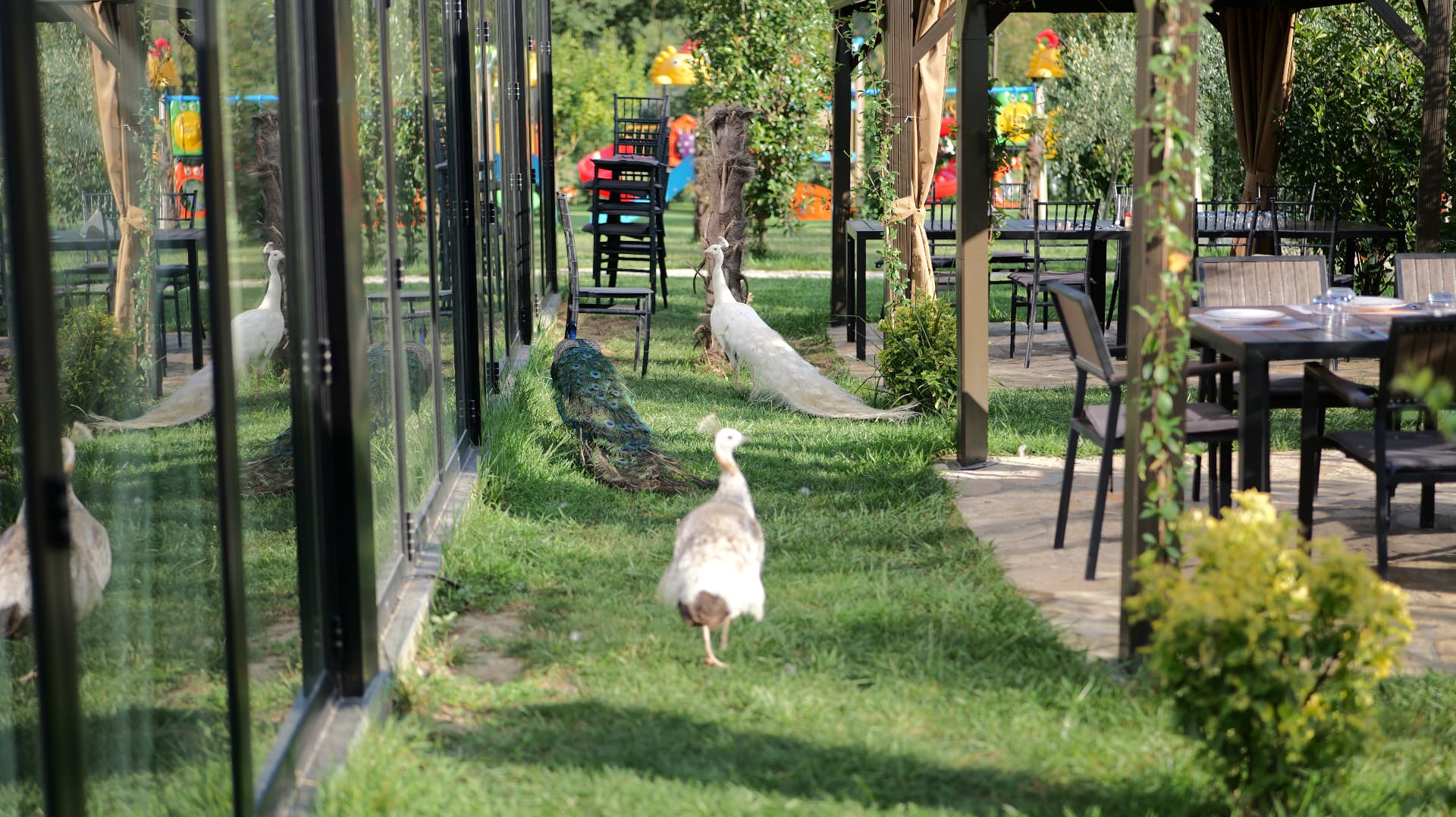 Peacocks walking on the lawn beside the glass dining room at OKO Farm